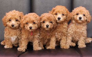 ティーカッププードルの飼い方 ケージ飼いと放し飼い どっちがおすすめ みんなのペットライフ
