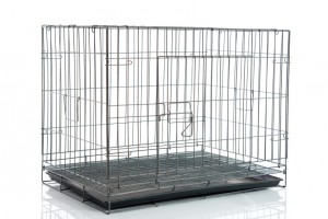 ティーカッププードルの飼い方 ケージ飼いと放し飼い どっちがおすすめ みんなのペットライフ ティーカッププードルの飼い方 ケージ飼いと放し飼い どっちがおすすめ みんなのペットライフ