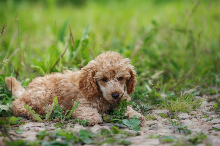 ティーカッププードルの飼い方 ケージ飼いと放し飼い どっちがおすすめ みんなのペットライフ