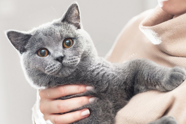 ブリティッシュショートヘアの子猫