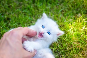 想像以上の痛さ 子猫の噛む理由を知って対処しよう みんなのペットライフ 想像以上の痛さ 子猫の噛む理由を知って対処しよう みんなのペットライフ