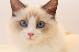 21年人気の猫種ランキングtop10 各猫種の特徴や性格もご紹介 みんなのペットライフ 21年人気の猫種ランキングtop10 各猫種の特徴や性格もご紹介 みんなのペットライフ