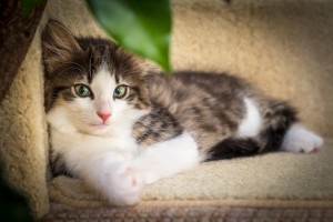21年人気の猫種ランキングtop10 各猫種の特徴や性格もご紹介 みんなのペットライフ 21年人気の猫種ランキングtop10 各猫種の特徴や性格もご紹介 みんなのペットライフ