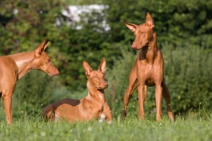 世界的に希少なファラオハウンド その特徴や魅力をご紹介します みんなのペットライフ