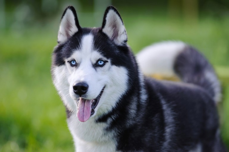 バカ犬 なんかじゃない シベリアンハスキーの特徴や性格に合った飼い方 みんなのペットライフ