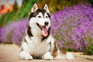 バカ犬 なんかじゃない シベリアンハスキーの特徴や性格に合った飼い方 みんなのペットライフ
