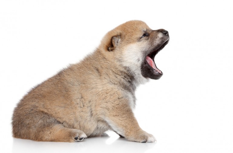 子犬が鳴きやまない 鳴き声対策には アメとムチ のしつけが効果的なんです みんなのペットライフ