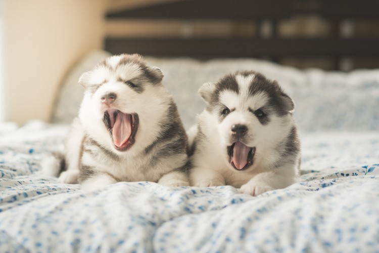 鳴いている子犬