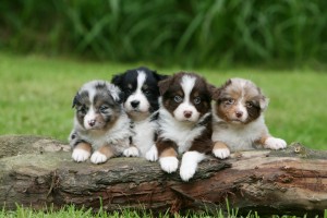 犬の食事回数は1日何回がいいの 子犬と成犬の食事回数を解説 みんなのペットライフ 犬の食事回数は1日何回がいいの 子犬と成犬の食事回数を解説 みんなのペットライフ