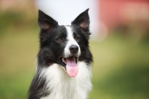 犬の食事回数は1日何回がいいの 子犬と成犬の食事回数を解説 みんなのペットライフ 犬の食事回数は1日何回がいいの 子犬と成犬の食事回数を解説 みんなのペットライフ