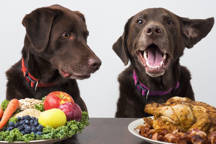 食事を目の前に喜ぶ犬