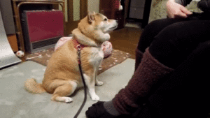 もっとなでて なでなで大好き柴犬さん ちょっと控え目なアピールがカワイイ 艸 みんなのペットライフ もっとなでて なでなで大好き柴犬さん ちょっと控え目なアピールがカワイイ 艸 みんなのペットライフ