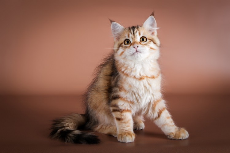 低アレルゲン 犬のような性格 シベリア猫とも呼ばれるサイベリアンの特徴 みんなのペットライフ