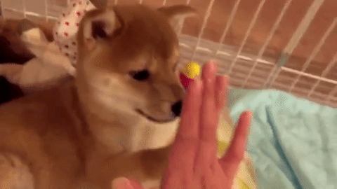 まだやるの 飼い主さんのタッチ練習に困り顔で付き合う柴犬こてつ君 みんなのペットライフ まだやるの 飼い主さんのタッチ練習に困り顔で付き合う柴犬こてつ君 みんなのペットライフ