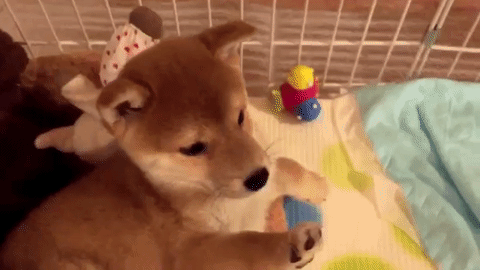 まだやるの 飼い主さんのタッチ練習に困り顔で付き合う柴犬こてつ君 みんなのペットライフ まだやるの 飼い主さんのタッチ練習に困り顔で付き合う柴犬こてつ君 みんなのペットライフ