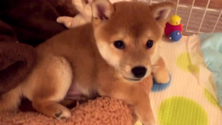 まだやるの 飼い主さんのタッチ練習に困り顔で付き合う柴犬こてつ君 みんなのペットライフ