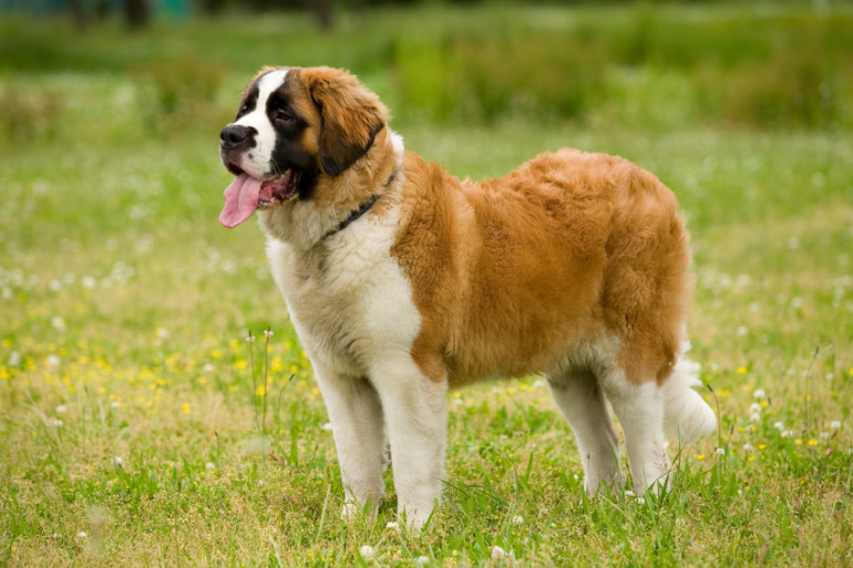 賢くて優しい セントバーナードの歴史や特徴 飼い方のポイント みんなのペットライフ