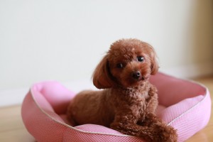 ティーカッププードル特集|ティーカッププードルの性格、飼い方、価格相場・人気記事・ブリーダー&子犬情報|みんなのペットライフ