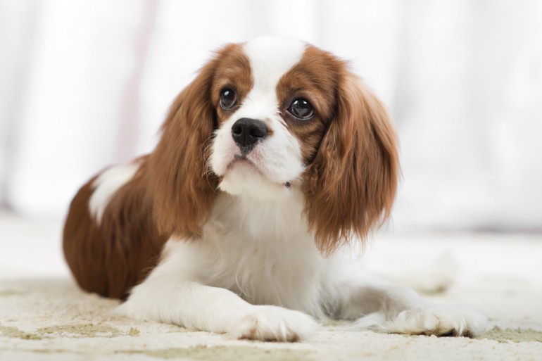 小型犬の種類 ファミリーおすすめの犬種や 一人暮らしにおすすめの犬種をご紹介します みんなのペットライフ