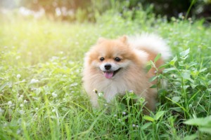 飼う前にチェックして ポメラニアンと合う飼い主さんはこんな人 みんなのペットライフ 飼う前にチェックして ポメラニアンと合う飼い主さんはこんな人 みんなのペットライフ
