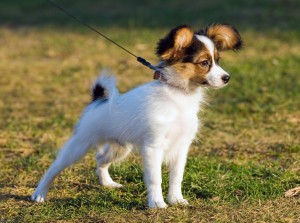 フランス貴族の愛玩犬 パピヨンの特徴 性格 飼い方について みんなのペットライフ フランス貴族の愛玩犬 パピヨンの特徴 性格 飼い方について みんなのペットライフ
