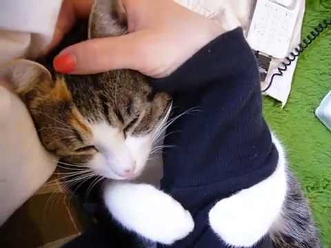 この手は離さないっ ご主人の腕にムギュっと抱きつく甘えん坊ねこさん みんなのペットライフ この手は離さないっ ご主人の腕にムギュっと抱きつく甘えん坊ねこさん みんなのペットライフ