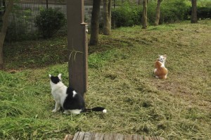 猫がけんかをはじめたら 多頭飼いのけんかの原因と注意点 みんなのペットライフ 猫がけんかをはじめたら 多頭飼いのけんかの原因と注意点 みんなのペットライフ