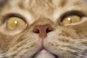 猫がけんかをはじめたら 多頭飼いのけんかの原因と注意点 みんなのペットライフ 猫がけんかをはじめたら 多頭飼いのけんかの原因と注意点 みんなのペットライフ