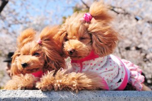 トイプードルより小さい タイニープードルの多頭飼いのポイントと注意点 みんなのペットライフ トイプードルより小さい タイニープードルの多頭飼いのポイントと注意点 みんなのペットライフ