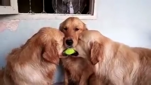 けんかはダメ 仲裁をしに来たわんちゃんの行動がなんだかおもしろい 艸 みんなのペットライフ