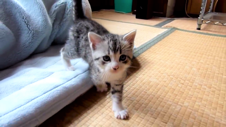 待ってにゃん 飼い主さんを追いかけるよちよち歩きの子猫 プチちゃんがカワイイ みんなのペットライフ