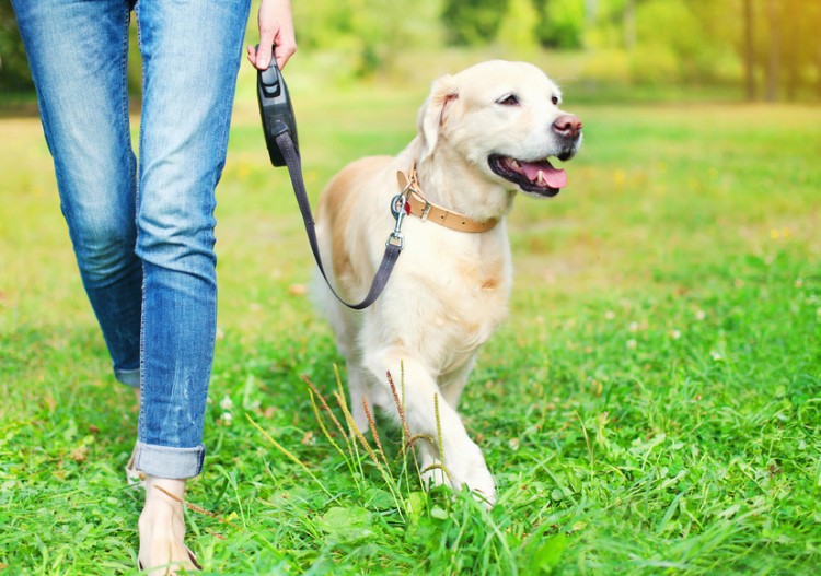 散歩やしつけに 知っておきたい犬用リードの種類と使い方 みんなのペットライフ