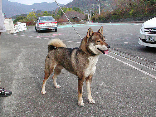 猟犬 四国犬の特徴や飼い方のポイントについて みんなのペットライフ