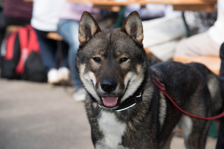 猟犬 四国犬の特徴や飼い方のポイントについて みんなのペットライフ