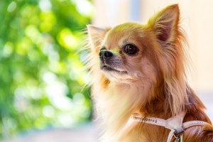 飾り毛がおしゃれでかわいい ロングコートチワワの特徴 みんなのペットライフ 飾り毛がおしゃれでかわいい ロングコートチワワの特徴 みんなのペットライフ