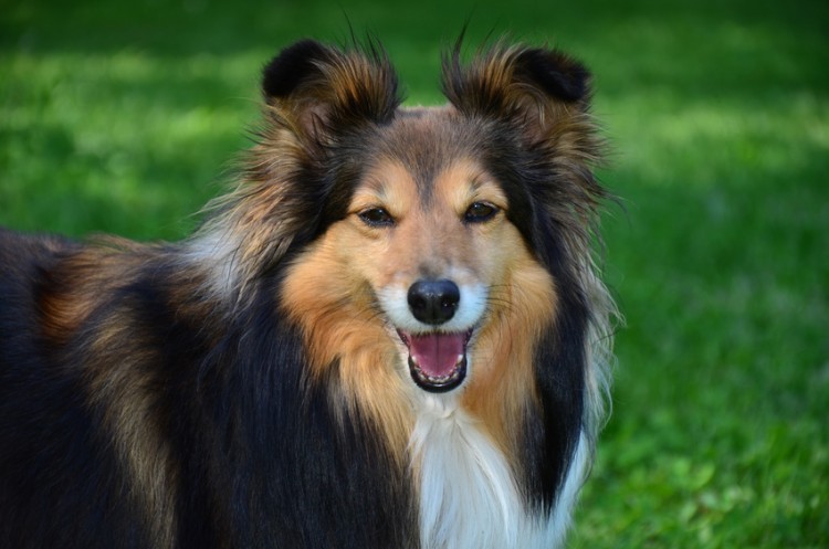 賢く優しい牧羊犬 シェルティの特徴 飼い方とは みんなのペットライフ