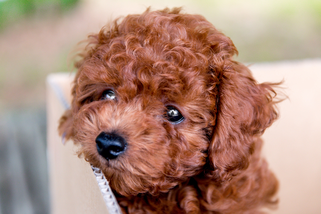 タイニープードルの子犬