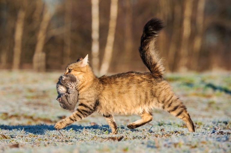 暴れんぼう猫にも効果的 猫が首をつままれるとおとなしくなる理由 みんなのペットライフ