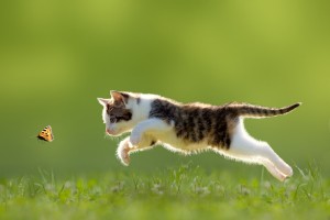 暴れる・噛み癖・いたずら】やんちゃな猫に効果的なしつけ方｜みんなの 
