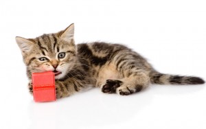 暴れる・噛み癖・いたずら】やんちゃな猫に効果的なしつけ方｜みんなの 