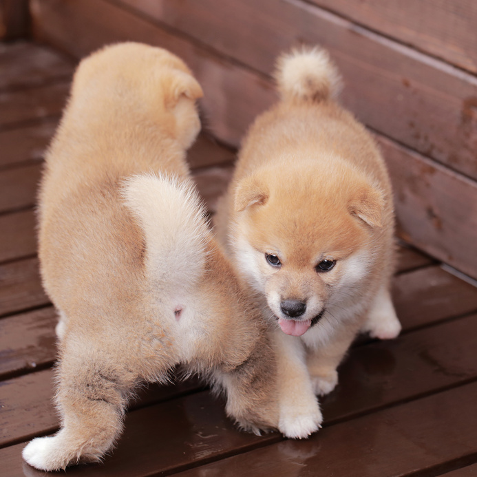 豆柴の子犬