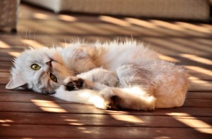 映画007にも登場するゴージャスな猫、チンチラの特徴を知ろう 