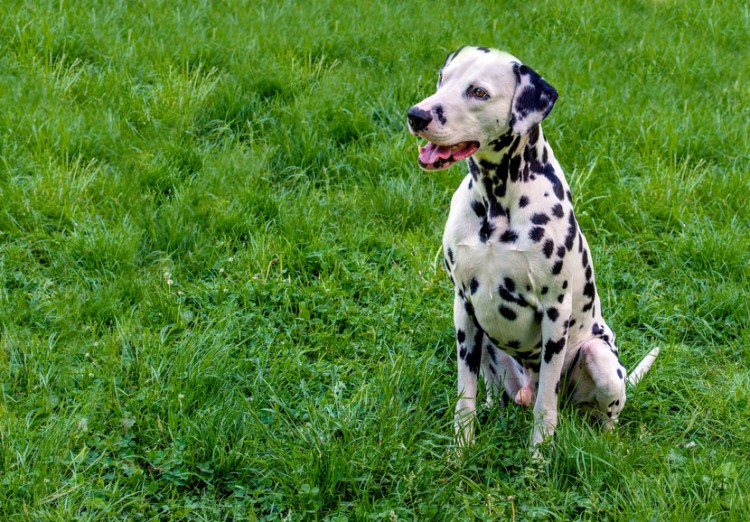 犬界のおしゃれ番長 ファッションアイテムでおなじみのダルメシアンはこんな犬 みんなのペットライフ