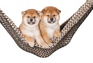 柴犬だって室内飼いが当然 知っておきたい室内飼いのメリット デメリット みんなのペットライフ 柴犬だって室内飼いが当然 知っておきたい室内飼いのメリット デメリット みんなのペットライフ