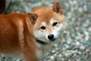 柴犬だって室内飼いが当然 知っておきたい室内飼いのメリット デメリット みんなのペットライフ