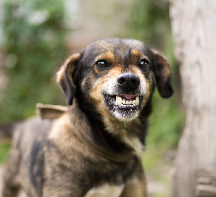 うれしい 怖い 威嚇 犬が吠える理由を知って 犬の気持ちの理解を深めよう みんなのペットライフ