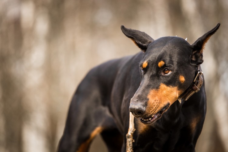 うれしい 怖い 威嚇 犬が吠える理由を知って 犬の気持ちの理解を深めよう みんなのペットライフ