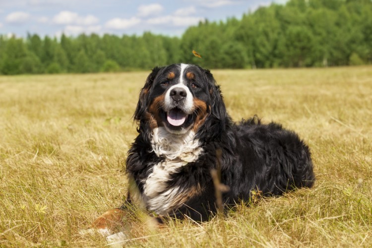 理想の家庭犬 忠実でやさしいバーニーズ マウンテン ドッグの性格 みんなのペットライフ