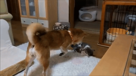 あ あそぼう U W U 不器用な柴犬ちゃんと無邪気な子ネコのおともだちへの道のり みんなのペットライフ あ あそぼう U W U 不器用な柴犬ちゃんと無邪気な子ネコのおともだちへの道のり みんなのペットライフ