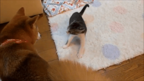 もうタジタジ W やんちゃすぎる子猫と初めて遊んでみた柴犬ヒカリ みんなのペットライフ もうタジタジ W やんちゃすぎる子猫と初めて遊んでみた柴犬ヒカリ みんなのペットライフ